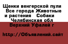 Щенки венгерской пули - Все города Животные и растения » Собаки   . Челябинская обл.,Верхний Уфалей г.